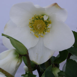Hellebore ViV® ‘Viktor’ (4-Litre Pot) image 0