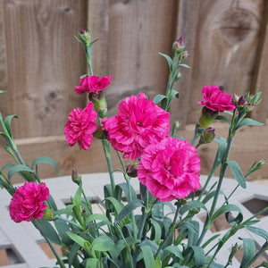 Dianthus ‘Sugar Raspberry’ (1.5-Litre Pot) image 0