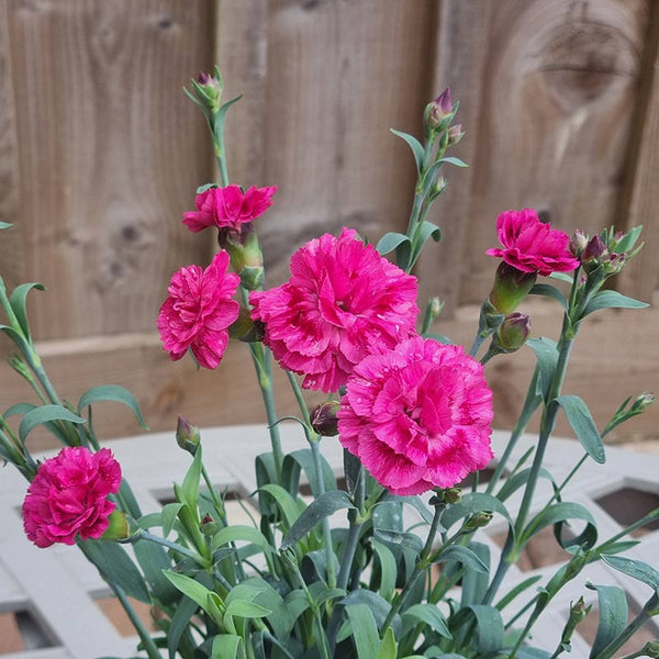 Dianthus ‘Sugar Raspberry’ (1.5-Litre Pot) image 0