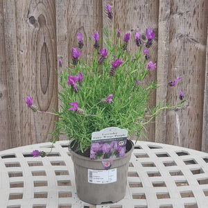 Lavandula ‘Fairy Wings Purple’ (2-Litre Pot) image 1