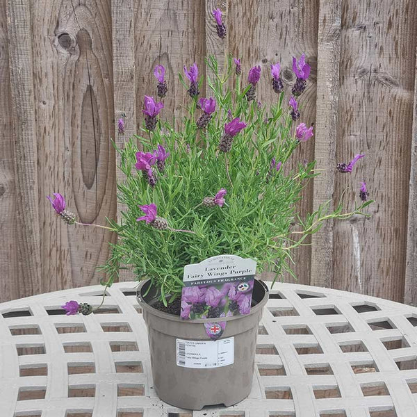 Lavandula ‘Fairy Wings Purple’ (2-Litre Pot) image 1