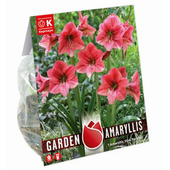 Amaryllis 'Pink Panther' (1 bulb) image 0