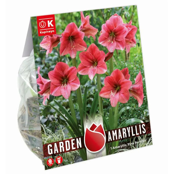 Amaryllis 'Pink Panther' (1 bulb) image 0