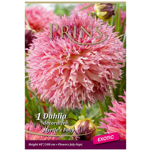 Dahlia Decorative 'Myrtle's Folly' (1 tuber) image 0