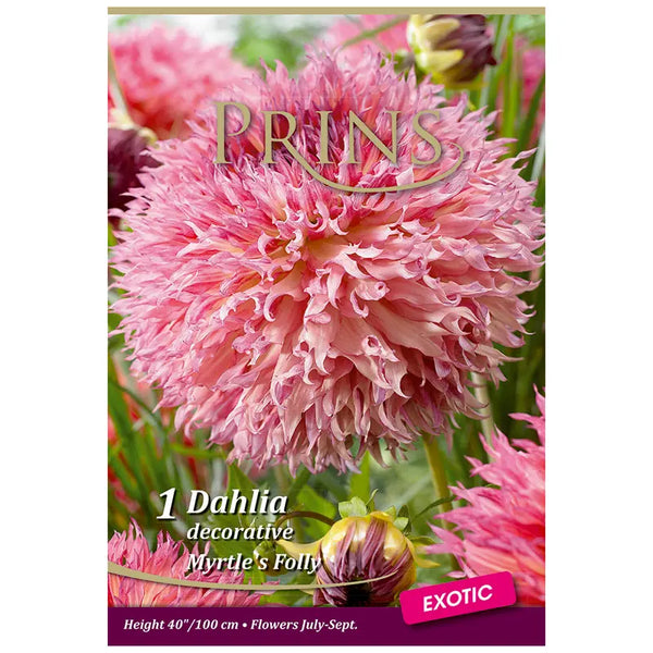 Dahlia Decorative 'Myrtle's Folly' (1 tuber) image 0