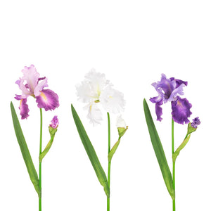 Floralsilk Flag Iris Stem (90cm) image 0
