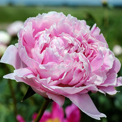 Paeonia Alexander Fleming (1 Bare Root) image 0