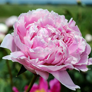 Paeonia Alexander Fleming (1 Bare Root) image 0