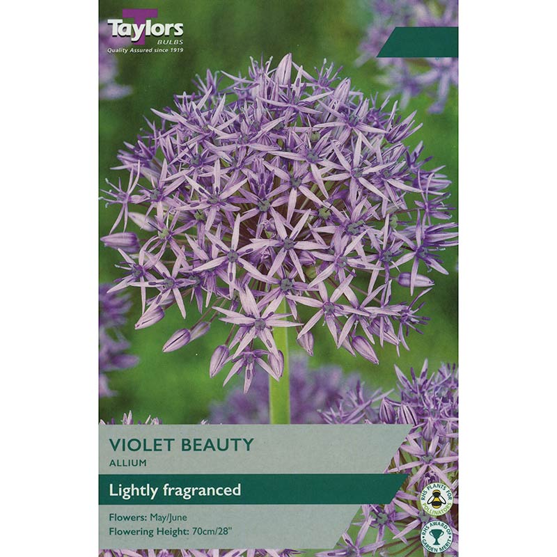 Allium 'Violet Beauty'(6 Bulbs) image 0