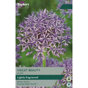 Allium 'Violet Beauty'(6 Bulbs) image 0