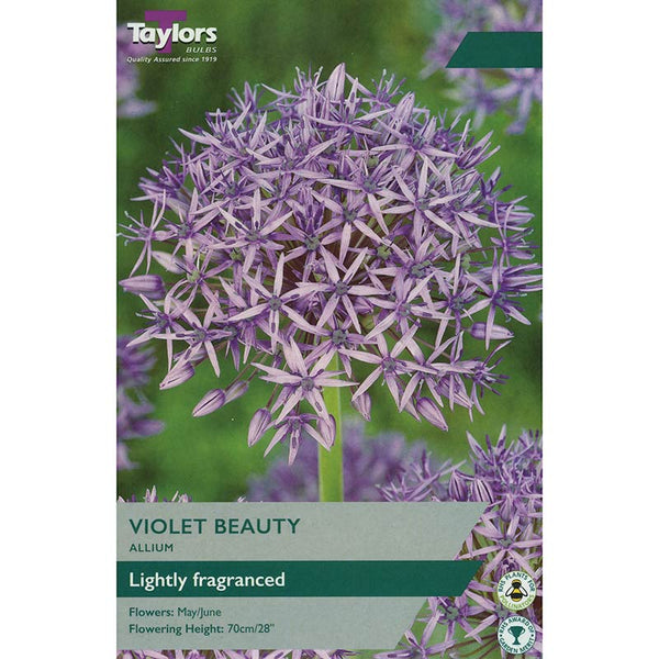 Allium 'Violet Beauty'(6 Bulbs) image 0