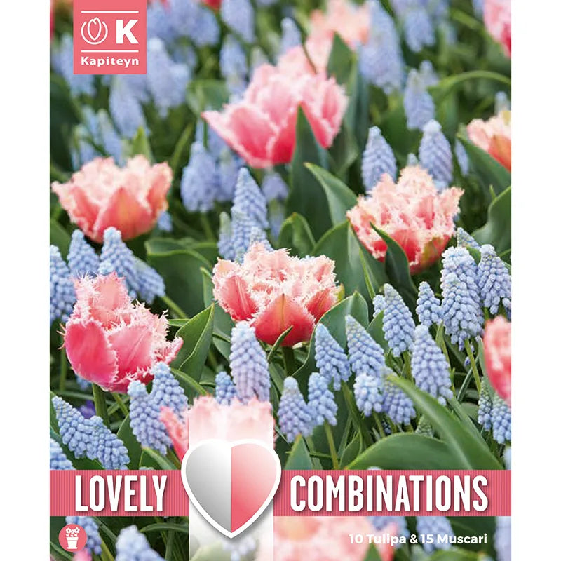 Tulip Rose Red & Muscari Pale Blue Combination Mix (25 bulbs) image 0