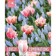 Tulip Rose Red & Muscari Pale Blue Combination Mix (25 bulbs) image 0