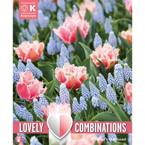 Tulip Rose Red & Muscari Pale Blue Combination Mix (25 bulbs) image 0