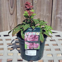 Rodgersia ‘Dark Pokers’ (3-Litre Pot) image 0