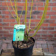 Cornus sericea 'Flaviramea' (3 litre pot) image 0