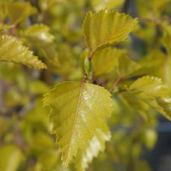 Betula pendula ‘Golden Obelisk’ Tree (Silver Birch) (12-Litre Pot) image 0
