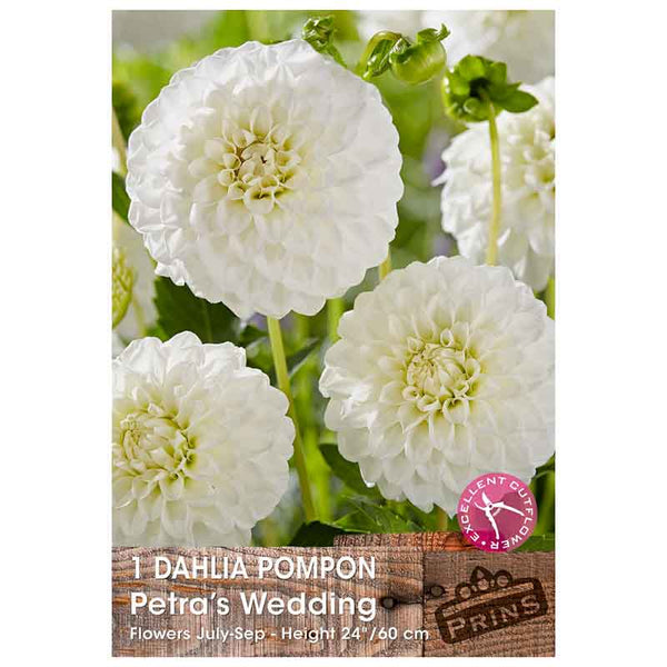 Dahlia Pompon 'Petra's Wedding' (1 tuber) image 0