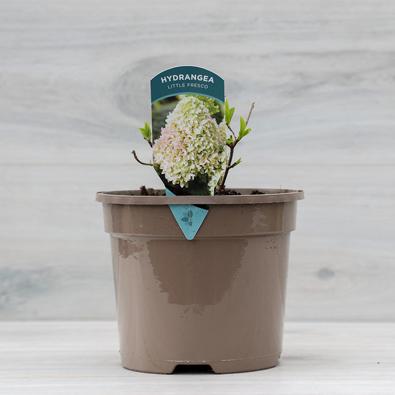 Hydrangea paniculata ‘Little Fresco’ (3-Litre Pot) image 0