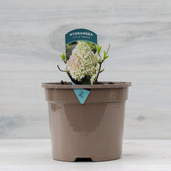 Hydrangea paniculata ‘Little Fresco’ (3-Litre Pot) image 0