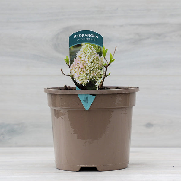 Hydrangea paniculata ‘Little Fresco’ (3-Litre Pot) image 0