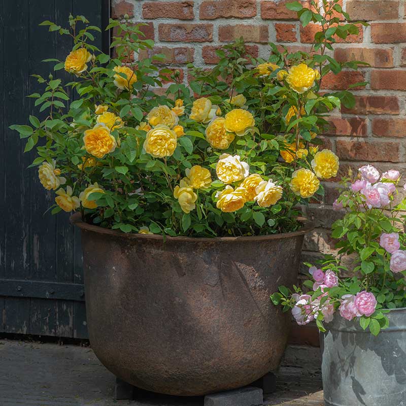 David Austin Bring Me Sunshine® English Shrub Rose (6-Litre pot) image 0