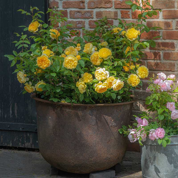 David Austin Bring Me Sunshine® English Shrub Rose (6-Litre pot) image 1