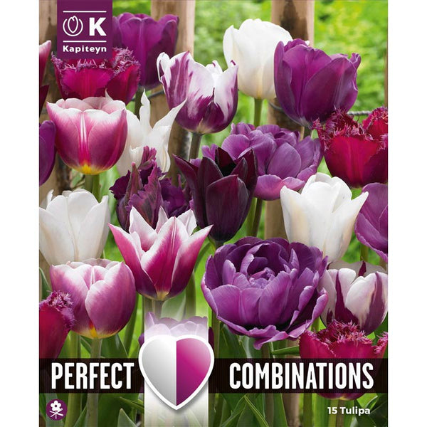 Perfect Combinations Tulip Violet & White Blend (15 Bulbs) image 0