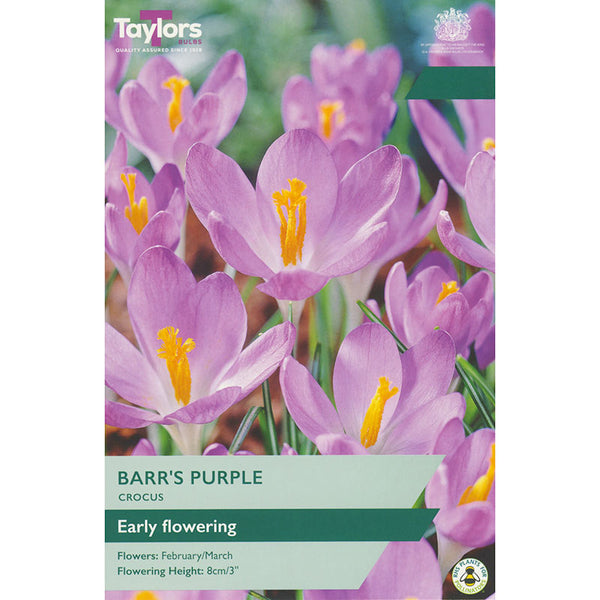 Crocus ‘Barr’s Purple’ (10 Bulbs) image 0