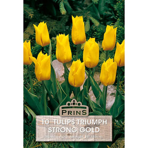 Tulip 'Strong Gold' (10 bulbs) image 0