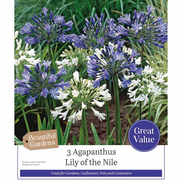 Agapanthus 'Lily of the Nile' (3 bulbs) image 0