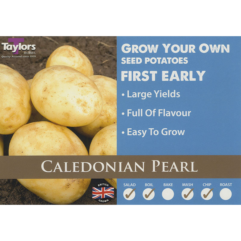 Caledonian Pearl First Early Seed Potatoes image 0
