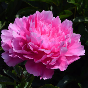 Peony 'Princess Margaret' image 1