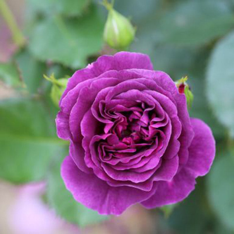 Whartons Roses ‘Minerva’ Floribunda Rose (3-Litre Pot) image 0