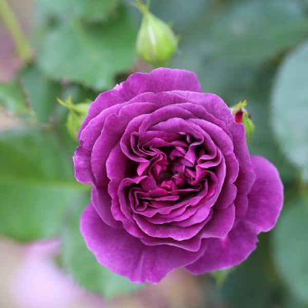 Whartons Roses ‘Minerva’ Floribunda Rose (3-Litre Pot) image 0