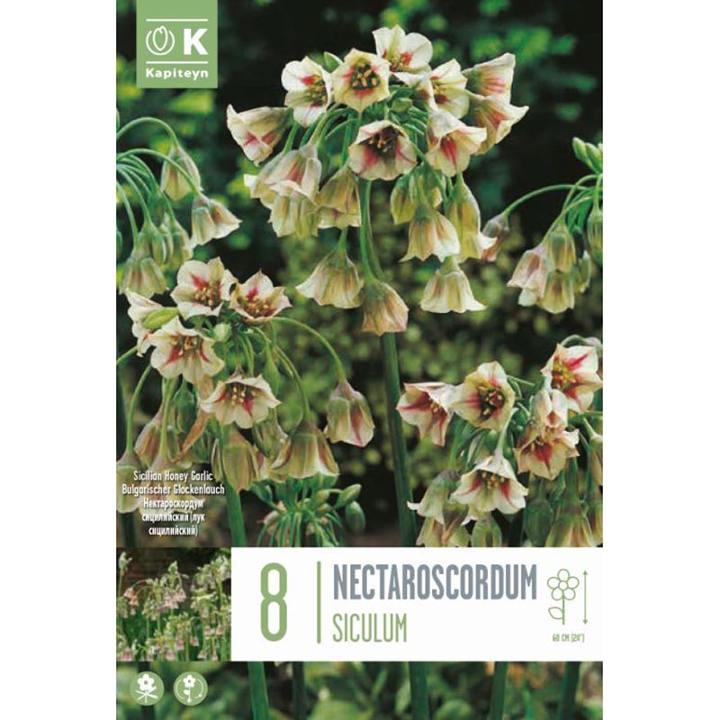 Allium Nectaroscordum siculum (8 bulbs) image 0