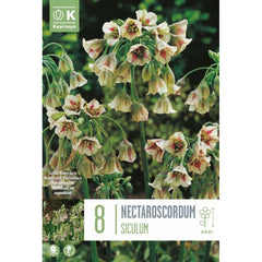 Allium Nectaroscordum siculum (8 bulbs) image 0