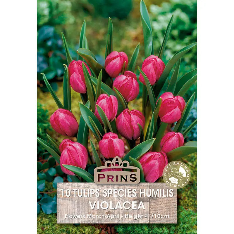 Tulip 'Violacea' (10 bulbs) image 0