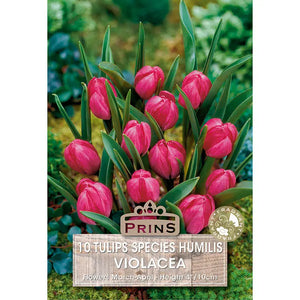 Tulip 'Violacea' (10 bulbs) image 0