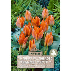 Tulip 'Orange Toronto' (10 bulbs) image 0