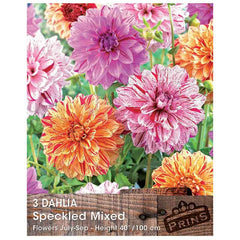 Dahlia 'Speckled Mixed' (3 tubers) image 0