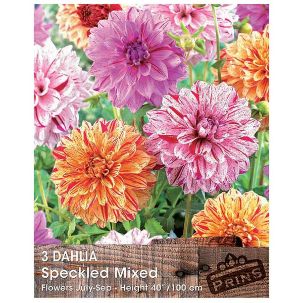 Dahlia 'Speckled Mixed' (3 tubers) image 0