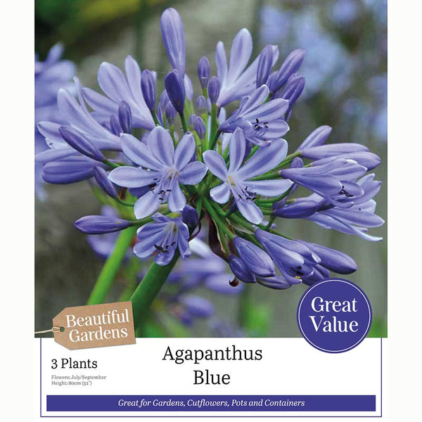 Agapanthus ‘Blue’ with Brilliant Blue Flowers (3 Tubers) image 0