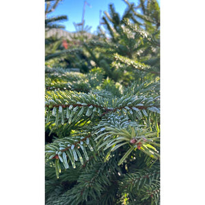Nordmann Fir Premium Cut Real Christmas Tree image 3