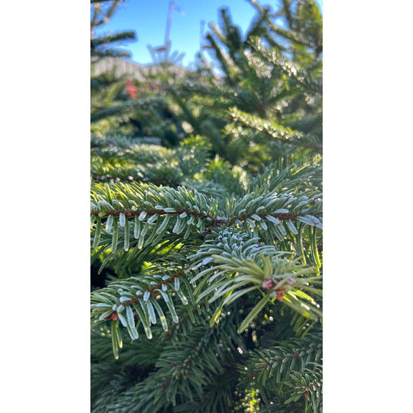Nordmann Fir Premium Cut Real Christmas Tree image 3