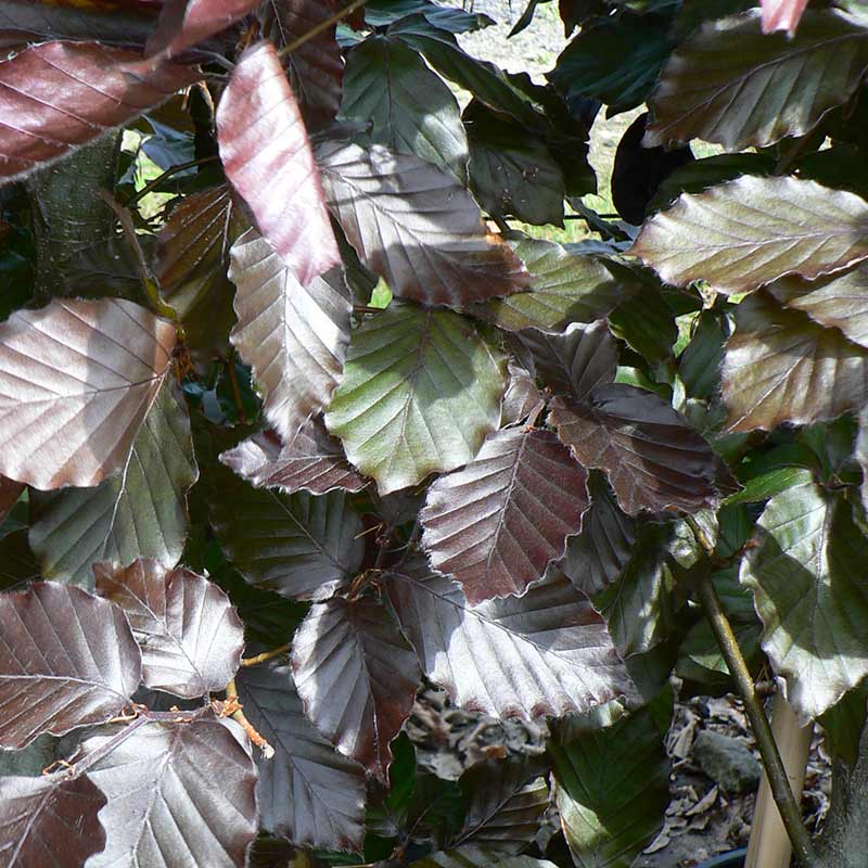Fagus sylvatica Purpurea Tree (Copper Beech) (12-Litre Pot) image 0