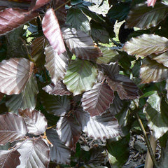 Fagus sylvatica Purpurea Tree (Copper Beech) (12-Litre Pot) image 0