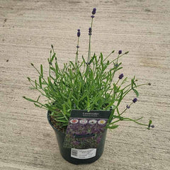 Lavandula angustifolia ‘Essence Purple’ (2-Litre Pot) image 0