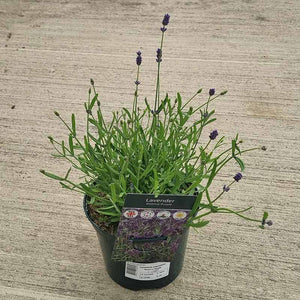 Lavandula angustifolia ‘Essence Purple’ (2-Litre Pot) image 0