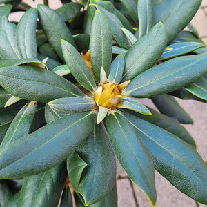 Rhododendron ‘Schneewittchen’ (3-Litre Pot) image 1